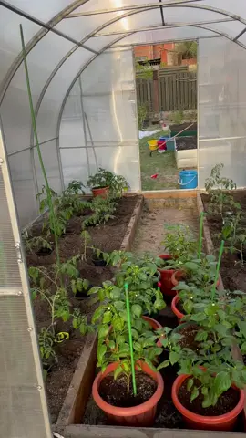 Кто угадает зачем я так вкапываю ведерки в которых росла рассада? 