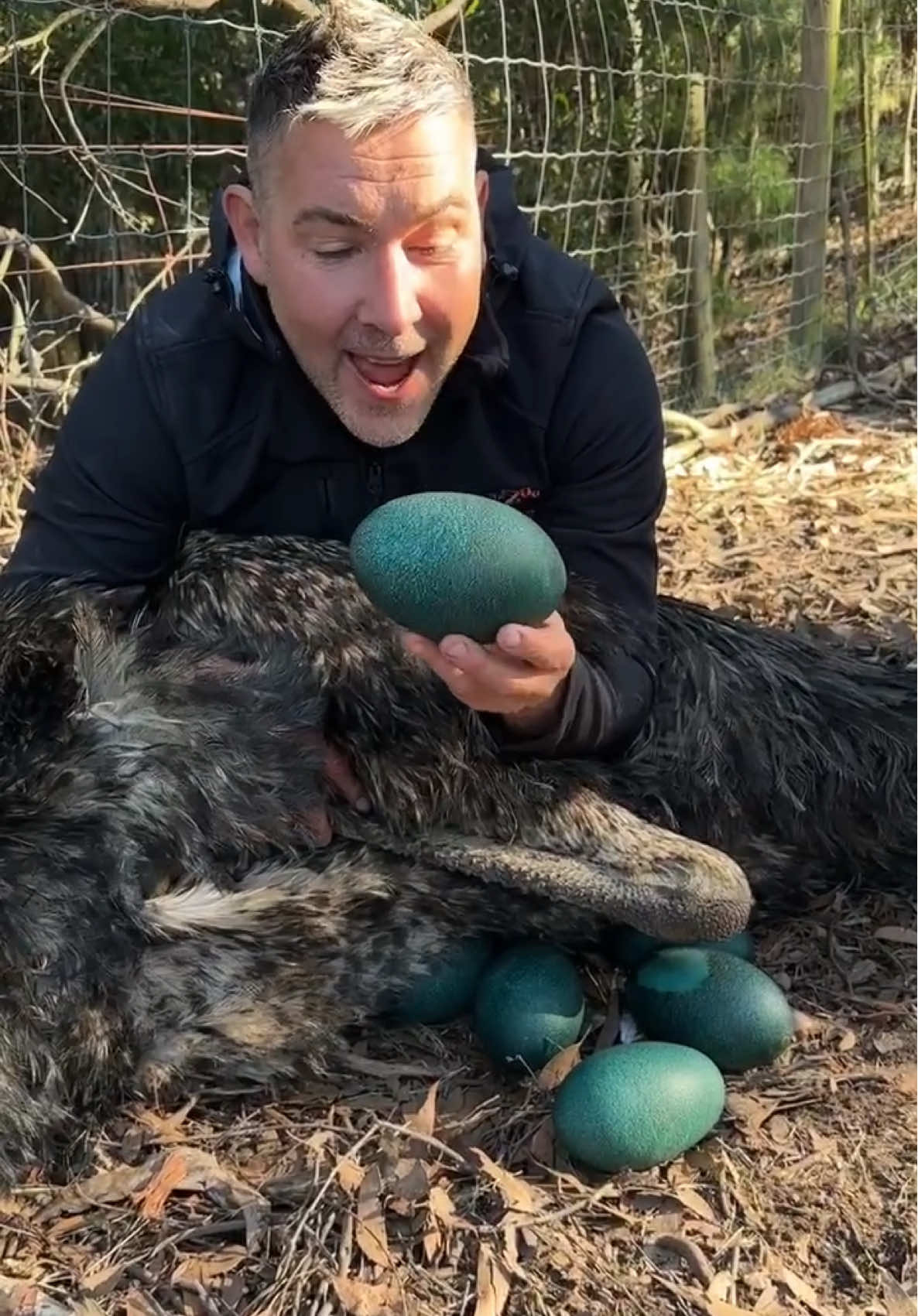 Elvis the wonder dad❤️❤️ Throwback to last year! #emu #birds#wildactionzoo#zoo#animals#cute#animaleggs #emueggs #nature#wildlife#australiananimals #australia#melbourne#fyp#foryoypage 