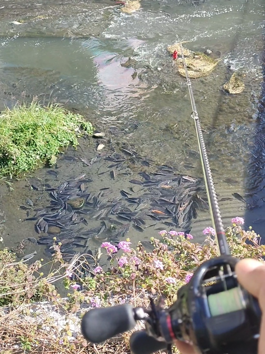 Kata Temenku Disini Banyak Ikannya 🗿 #foryoupage  #mancingikan  #fyp  #video  #mancingditaiwan  #anglerkeren 