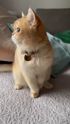 #fypシ゚ #cat #viralvideo #catlover #foryou #trending #kucing #kucinglucu #kucingtiktok #cutecat #pet #kitty #kucinggemoy #xuhuong 