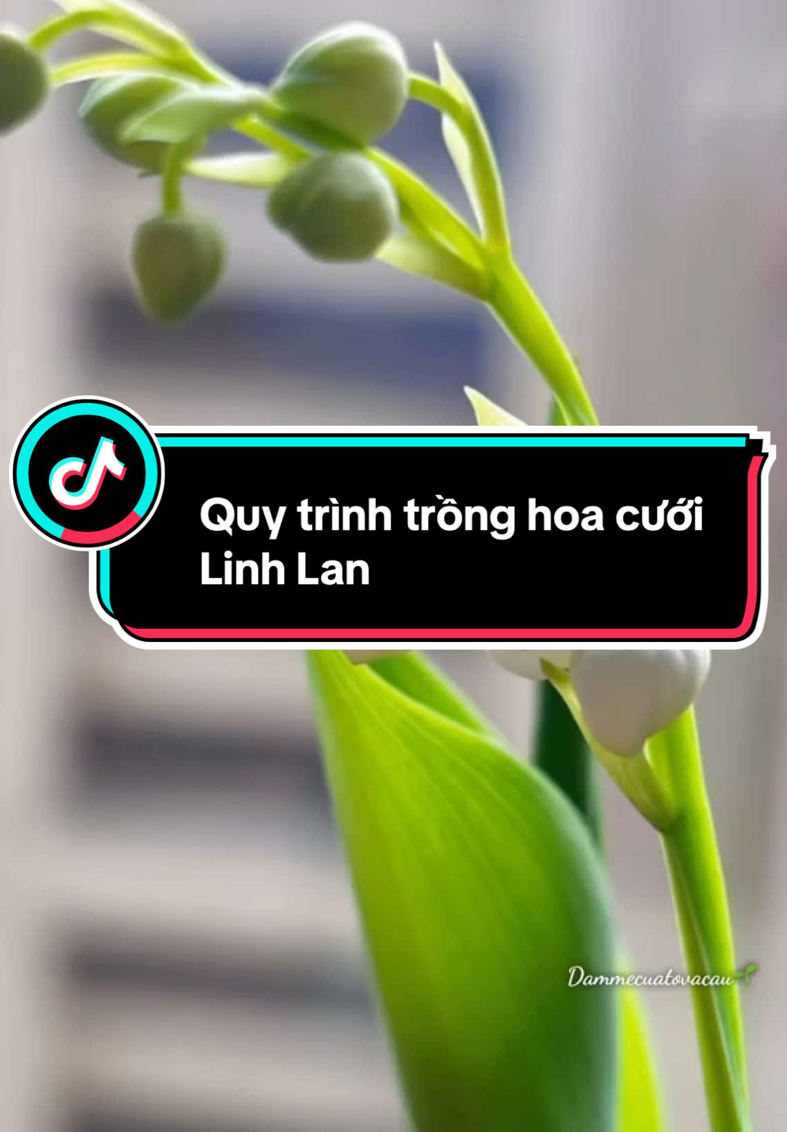 Phần 1: Quy trình trồng hoa Linh Lan  #hoa_linh_lan #mầm_hoa_linh_lan 
