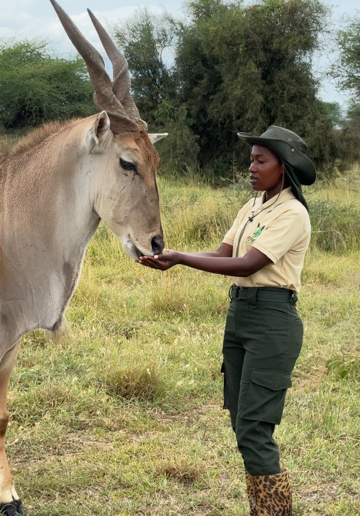 Eland (pilli) story at serval wildlife part 1  follow us on instagram @ servalwildlife & @servalwildlife travel  #wildlife #serval #like #safari #funnyvideos #naturelovers #ConSantanderConecto 