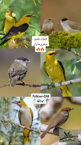 Follow for More 🔥🔥 #hunt #hunterxhunter #hunting #hunter #bird #birds #birdsoftiktok #sound #الشعب_الصيني_ماله_حل😂😂 #صفري #تيان #لبنان #lebanon #winter #nature #lebanon🇱🇧 #explore #viral #virall #viralllllll #viralvideo #viraltiktok #views #fyp #fypage #fypシ゚ #foryou #foryoupage #foryour #orioles 