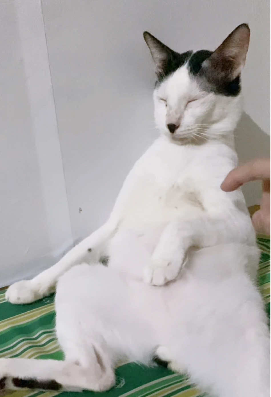 Ewan ko sayo, Mikki. Ikaw lang naman ang ganyan 🤣 #catsoftiktok #cat #cats #catvideo #catvideos 