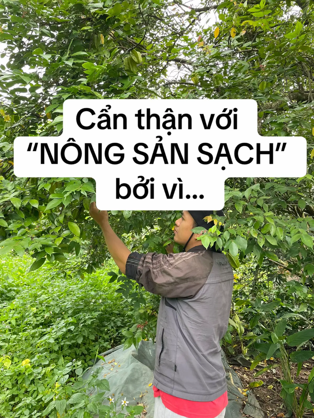 Tại sao chúng ta cần lưu ý khi mua nông sản được gán mác “sạch”?