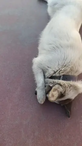 Pofuduk  #animal #dog #keşfetteyizzz #keşfetbeniöneçıkar 