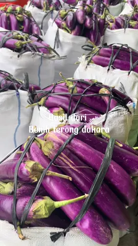 Panen lagi terong ungu mase dakara nih bos#fyp #budidaya #budidayatanaman #tanaman 