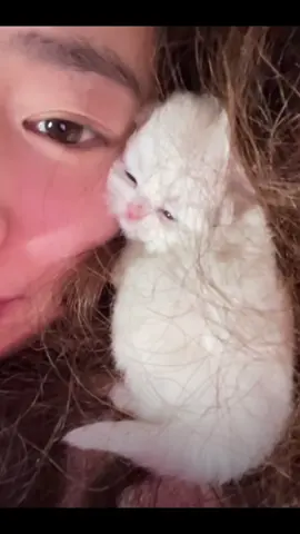 soft Kitty☺️#catsoftiktok #cuteanimals 