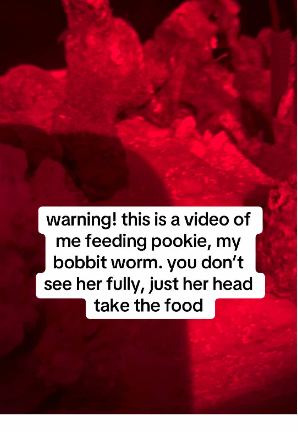 i had one hand holding my phone, one holding the tweezers and the red torch in my mouth 😂 but here she is taking some fish from me! #pookiethebobbitworm #bobbitworm 