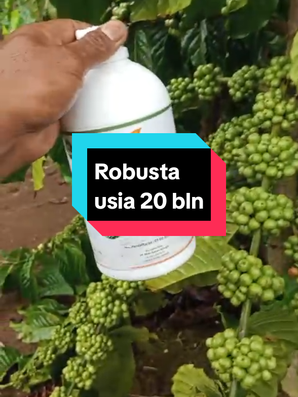 Robusta Sistem Pagar usia 20 Bulan #pupukkopilebat #pupukorganikcair #pupukipoh 