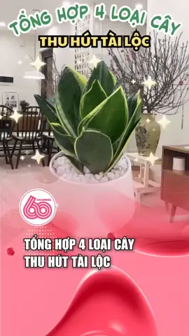4 loại cây thu hút tài lộc? bạn đã biết #caycanh #cay #thuhuttailoc #tailoc 