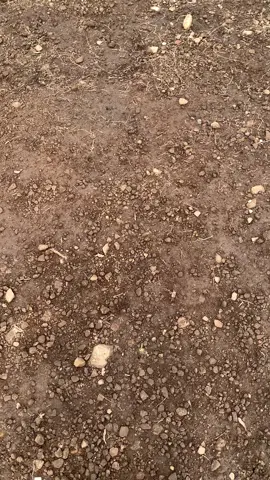 bahan prank mu lurr #mtsarahklopoviakedungudi #penanggungan1653mdpl #pendakigunung #fyp #xybca #mojokerto