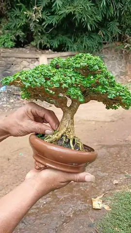 sanncang tinggi 18cm #bonsaisancang #fyp #asepbonsai #bonsaimini 