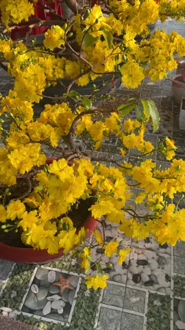 Quá ể em ấy nhỏ mà có võ#maivangutcua #maigiaotanchau #maivangmientayangiang 