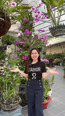 Vườn Lan tại gia  #tetque #Mùng4 #HoaLan  #tamandblossom #phunuhiendai 