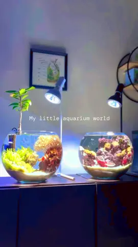 #aquariumbulat  #aquariumairlautkecil  #aquariumlaut 