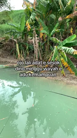 seng boncosan di kuatne atine🤣 #fyp #mancing #hobimancing 