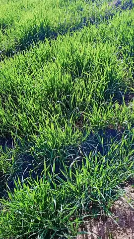 #Tiktokvdo #Tiktokvdo #Tiktokvdo #Tiktokvdo 