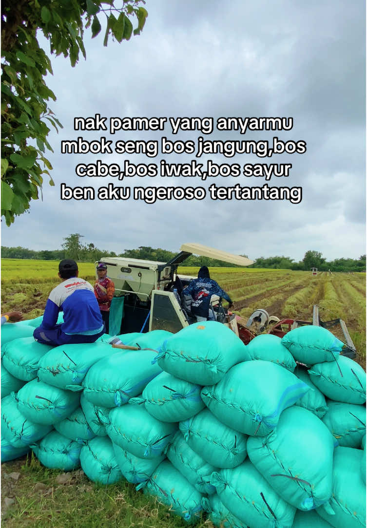 🤭 #combineharvester #gabahgank #putratunggal #bimo102ss #bosmuda #gabahbalap🌾 #fyp #fypシ゚ #fypシ゚viral #fyp #fypシ゚ #fypシ゚viral #fyp #fypシ゚ 