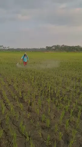 Nyemprot padi disore hari 🥰👍#anakpetani🌾 #fyppppppppppppppppppppppp #CapCut 