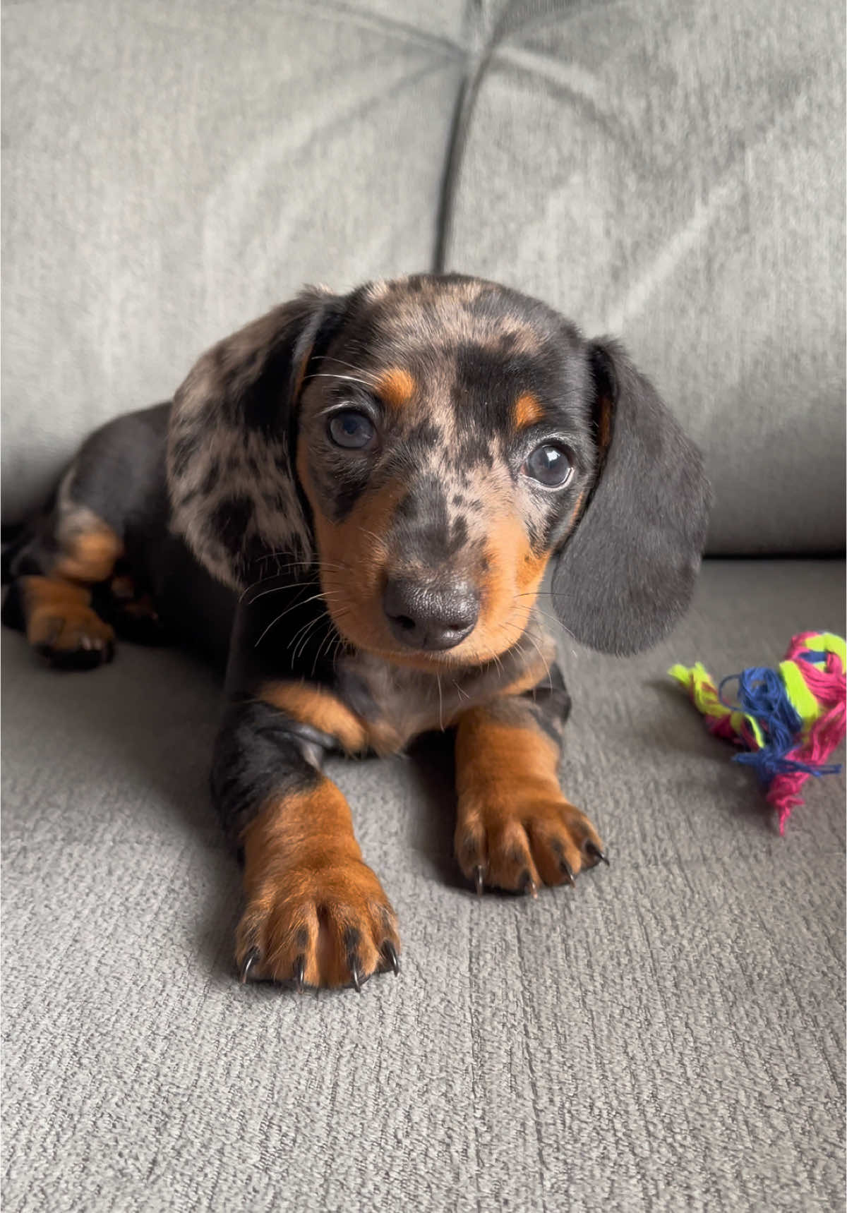 De quando era pequenina 🥹♥️ #salsicha #dachshund #mofadinho #luna #cachorro 