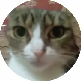 Туда эту кошку😎🇺🇸