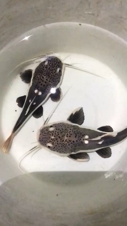 🥰 #viral #redtailcatfish #rtc #monsterfish 