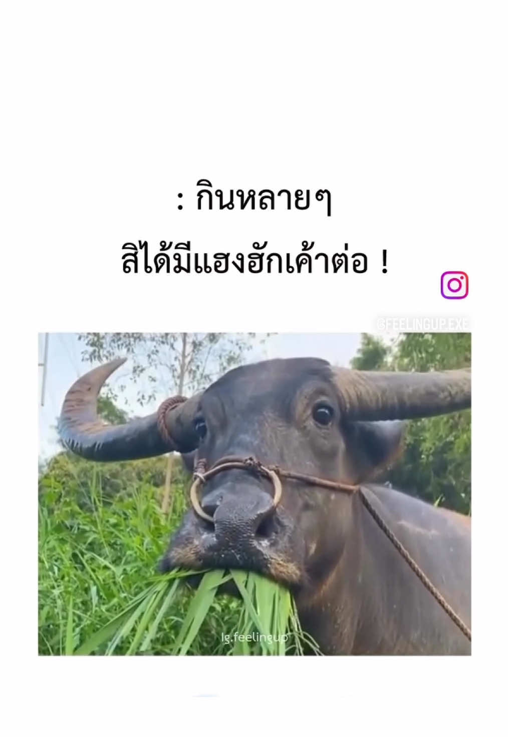 #ระดับโค้ช  #กินหญ้า 🤣🤣 #สตอรี่ความรู้สึก  #โค้ชลงสนาม 