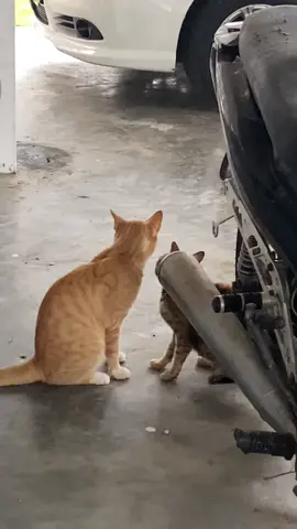 kucing pun dah,kau bile lagi?😁 #fyp #trending #cat #couple #sweet #Love #cute #catsoftiktok #catlover #foryoupage #fypシ #4u #kittenlove #
