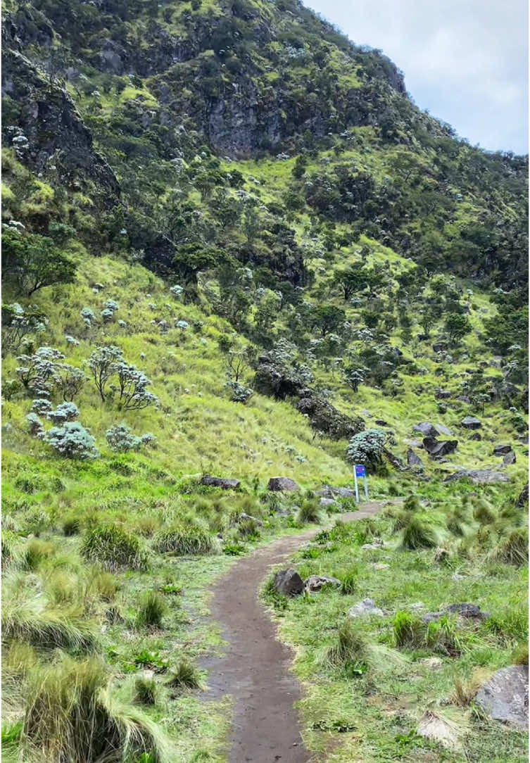 yang mau ke sumbing wajib turun ke jurasic parknya kawah sumbing😍 📍Gunung sumbing via banaran #gunungsumbing #sabana #jurasicpark #gunung #ttpetualangpro #fyp 