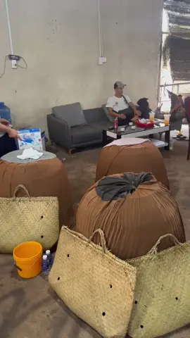 Hẹn Ae Ngày Mùng 9 Âm Lịch-Bồ Gà Hoa Lư -Hoạt Động Lại Bình Thường Nha Ae #bogahoalu #cuakhauhoalu #locninh_binhphuoc93f1 #traigaviktor #traiga @viktor.v.nch.mi 