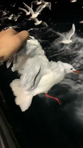 #explore #tunisia🇹🇳 #fouryou #italia🇮🇹 #fypp #alhamdulillah❤️ #الشعب_الصيني_ماله_حل😂😂 #video 