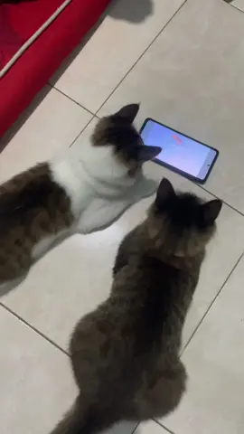 hp terosss #fyp sound : @Evelyn Hutani 