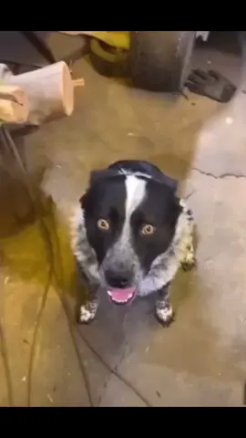 Se puede ver el terror en sus ojos 😂😂😂 #perro #gato #Terror #humor #comedia #viralvideo #tiktokshop 