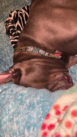 But why is he so loud even when he’s unconscious #foryoupage #whatswrongwithmydog #fypage 
