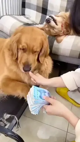 Funny Dog Mind Voice #Tamil  #dog​ #funnyanimal​ #funny​ #comedy​ #dubbing​ #shortsfeed​ #shorts​ #funnyanimals​