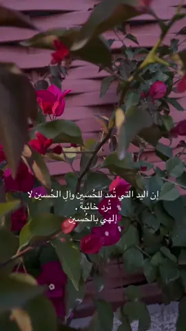 #ميلاد #شعبانيه 