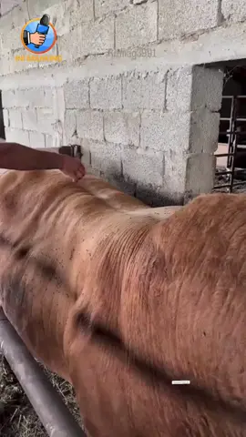 Apakah Kalian Tahu Punggung Sapi Bisa Mempertahankan Benda Apapun Dipunggungnya. #IniBreakingNews #news #fyp #beritaterkini #beritaterbaru #newsupdate #gosipartis #fypシ #fypシ゚viral #beritaviral #hotnews #breakingnews #beritaunik