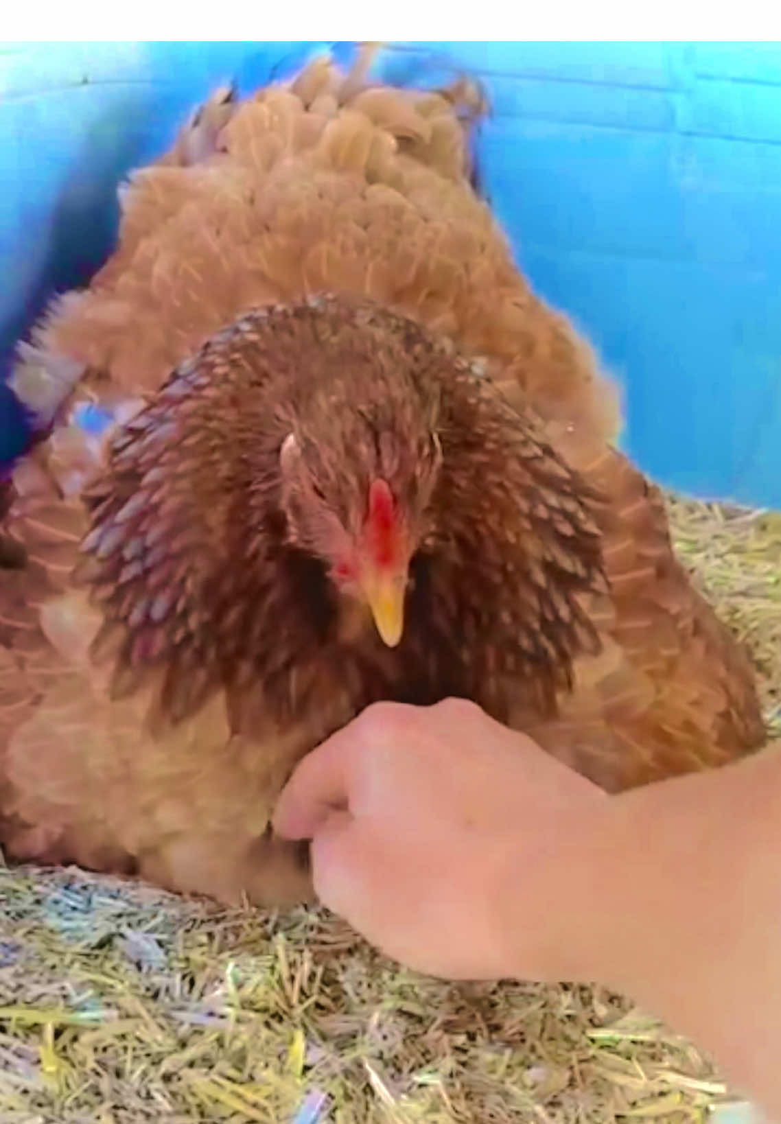 Part-2 “, When you move mama hen and her chicks to their new space ʼ| your chickens come back to their coop each night. #Barredrock #TendorTop🐔 #momTags #babies #mothet_hen #advertiser #Naturalfarms09✅ 