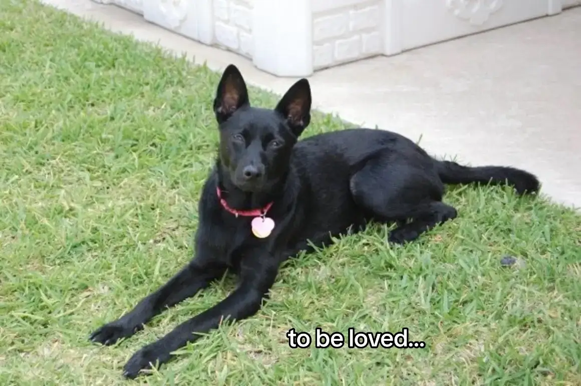 my sweet Cassie pup, i’ll love you forever 🖤 