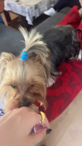 serviciossocialesperrunos