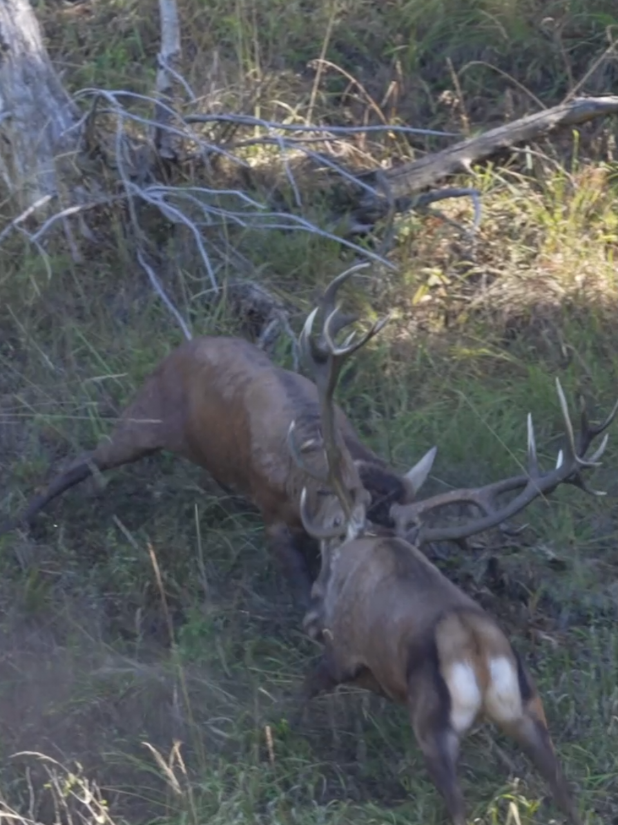 #fight #wildforest #fighters #wildlife #Wildlifeblog #nature #natgeowild #Outdoors #wildlifevideography #reddeer #sony #hightatras #vysoketatry #natgeowild #rykowisko #foryoupage❤️❤️ #slovakiatiktok #poprad 
