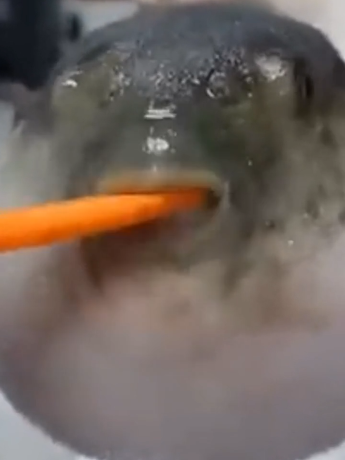 Pufferfish eats carrot#foryoupage❤️❤️ #francais #france #pourtoi #pourtoii #foryou #meme #english #pufferfish #eat #carrot #poissonglobe #mange #carrot #fish #poisson