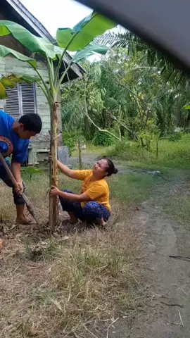 niat bantuin bongkar  pisang tapi ternyata malah ke timhan pohonnya  #video #komedi #ngakak #lucu #fyp