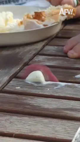 Dogs: They'll clean your mess for free ✅🤣 #afv #dogs #funnyvideos