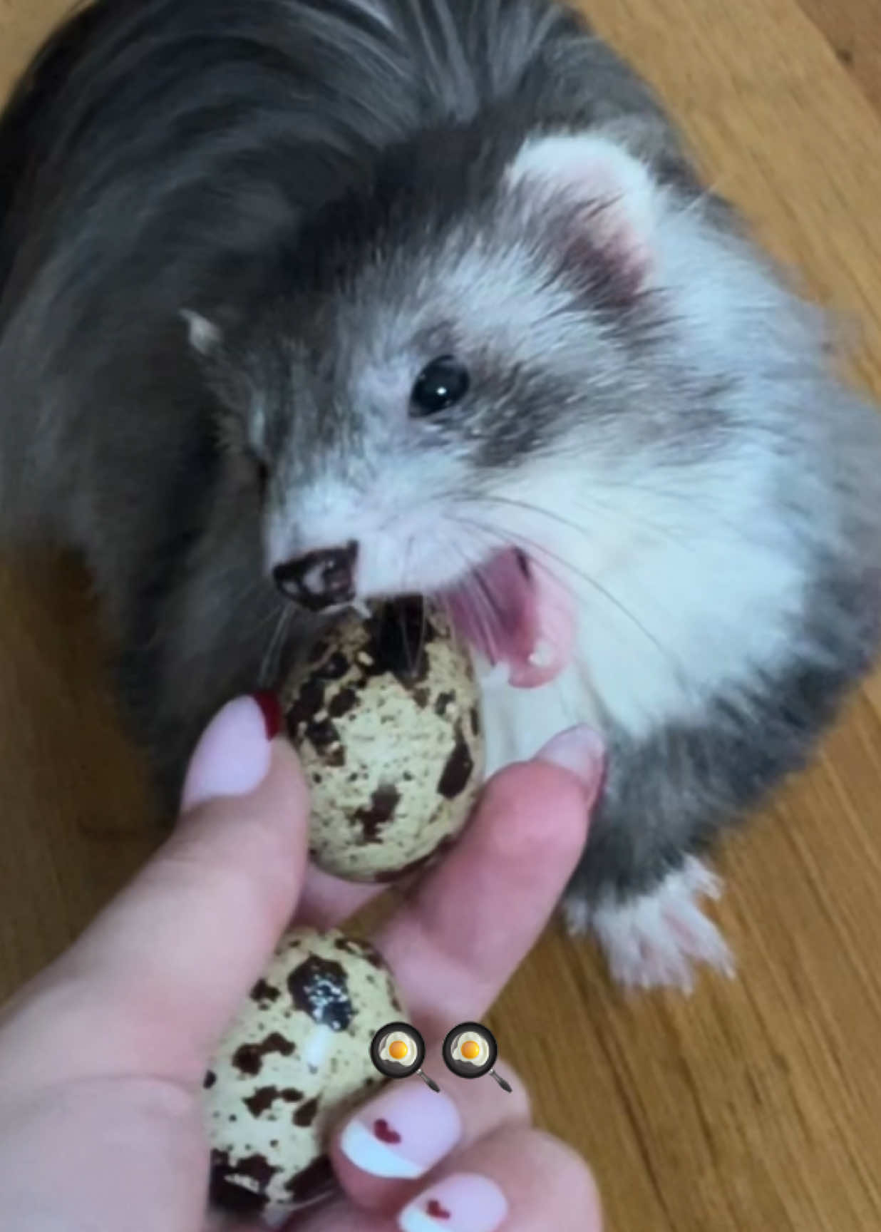 Miam miam 🍳🍳🫶🏻 #furet #furets #ferret #ferrets #PetsOfTikTok #ferretsoftiktok #petlover #cuteferrets #cuteanimals #cute #oeufdecaille #friandise 