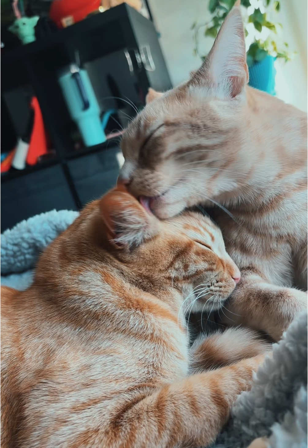My two orange brothers  Loki & Thor 🥹🧡🐱 #catsoftiktok #orangecat #brothers #bondedcats #cats 