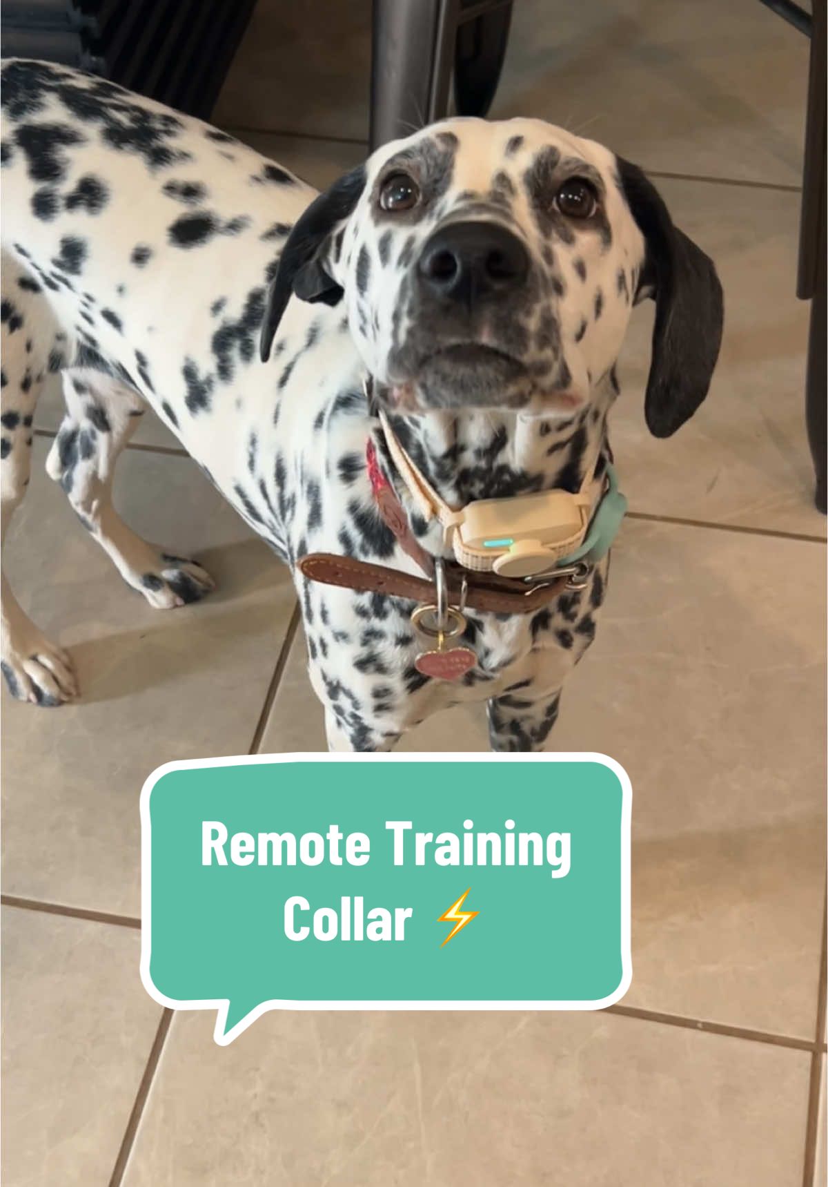 Remote Training Collar ⚡️ oh and I forgot to mention, I put a bark collar on her that only beeped and vibrated… And then she realized that she wasn’t going to get shocked so that didn’t work either  🫠 DALMATIANS ARE SO DANG SMART YALL! 