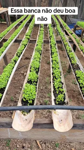 coentro ta todo amarelo e morrendo #meudiaadia#horta #coentro #plantacão 