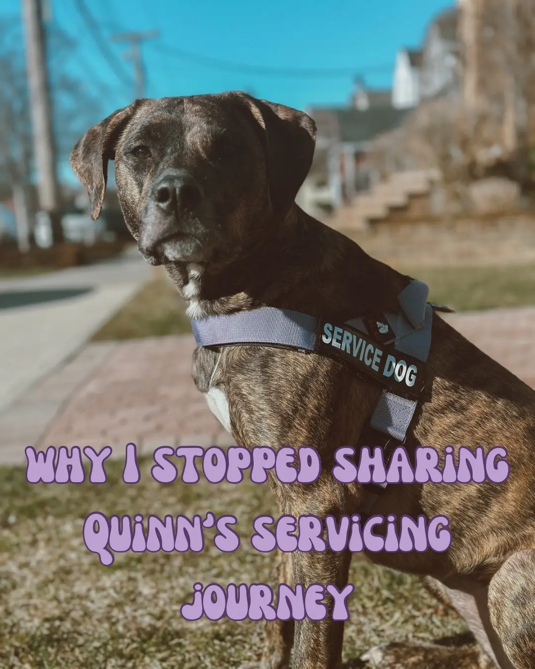For a long time, I felt like I had to document everything—every win, every struggle, every step forward (and back). But the pressure to share started taking away the joy, and that’s when I knew it was time to step back. On top of that, people felt entitled to opinions about Quinn—whether she should be washed, whether I was doing things ‘right,’ whether she was good enough. While I was already battling with whether to continue training or to stop, the last thing I needed was the weight of outside judgment. To those of you who do share your training journey—the highs, the lows, the in-between—we admire you more than you know. It takes strength to be that vulnerable, and your transparency helps more people than you probably realize. Whether you share it all or keep some moments just for you, your journey is still valid. 💜 Do you ever struggle with what to share vs. what to keep private? . . . #servicedogintraining #servicedoghandler #workingdog #dogtrainingjourney #dogtrainingstruggles #lifeasahandler #servicedogteam #workingdogsofig #dogtrainingcommunity #trainwithoutfear #respectthedog #forcefreetraining #doganxiety #reactivedog #nervousdog #dogmomlife #honestdogmoments